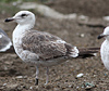 3cy graellsii LBBG in June, ringed in the Netherlands. (135385 bytes)